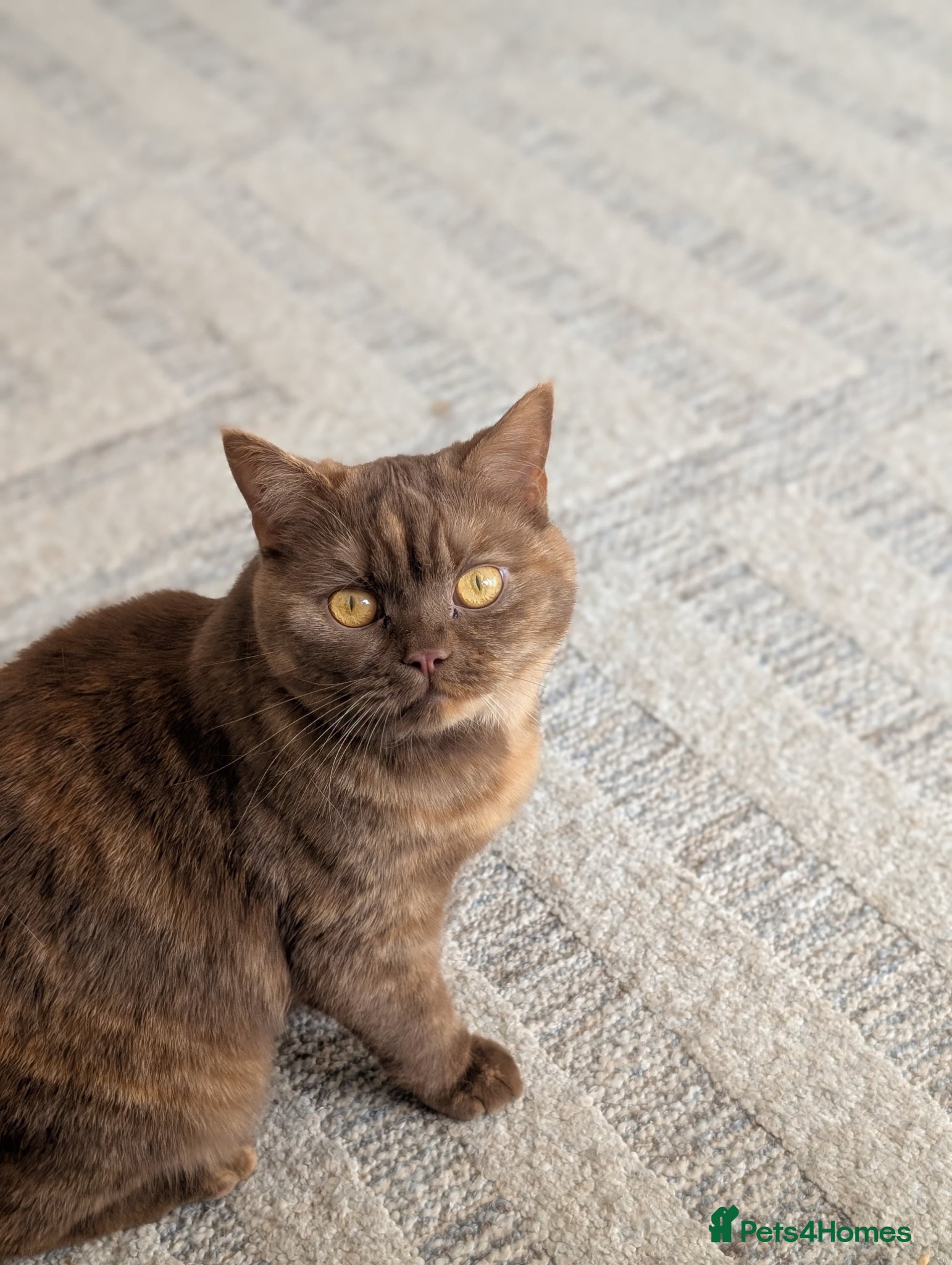 Selkirk Rex cats Pedigree Selkirk Rex girl needing new home - Advert 7