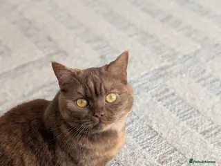 Selkirk Rex cats Pedigree Selkirk Rex girl needing new home - Advert 5