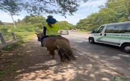 Irish Cob horses for sale: Perfect child’s happy hacker  - Image 6
