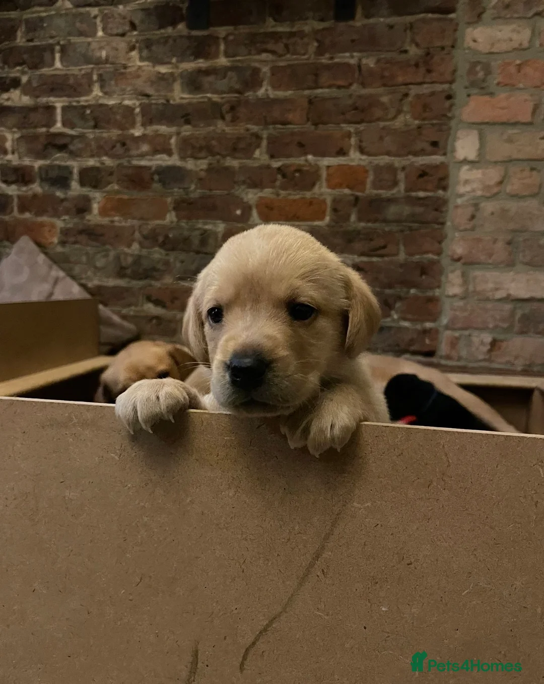 Labrador Retriever dogs for sale: Black and golden Labrador pups for sale  in Darlington - Advert 5