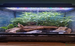 Gecko reptiles for sale: Mourning gecko's and set up - Image 7