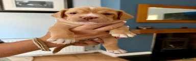 Mixed Breed 5