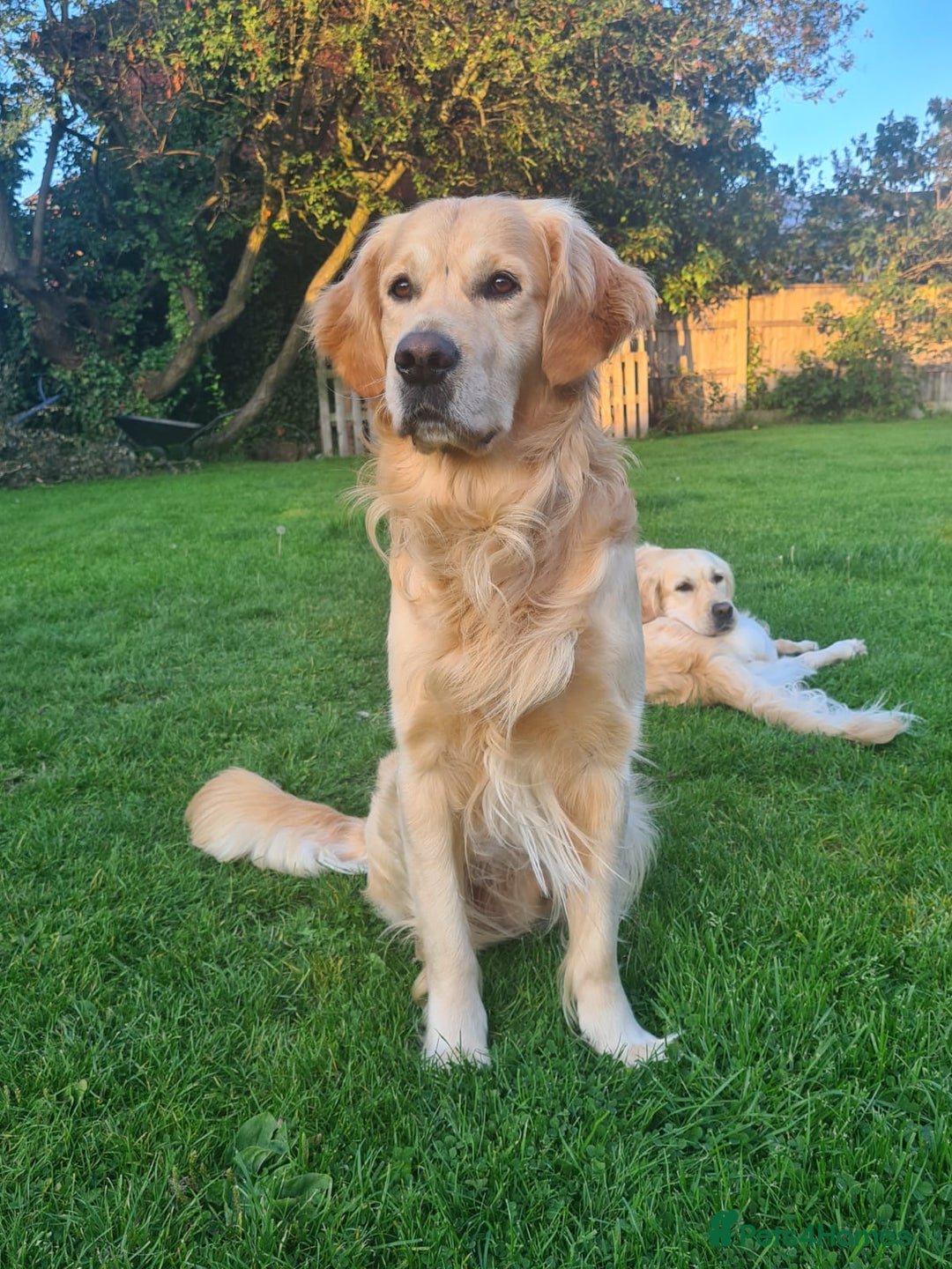 Golden Retriever dogs for sale: Available for STUD - Image 10