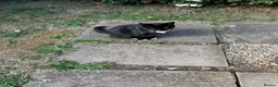 Mixed Breed cats for sale: Adult mother and son need rehoming - Advert 4