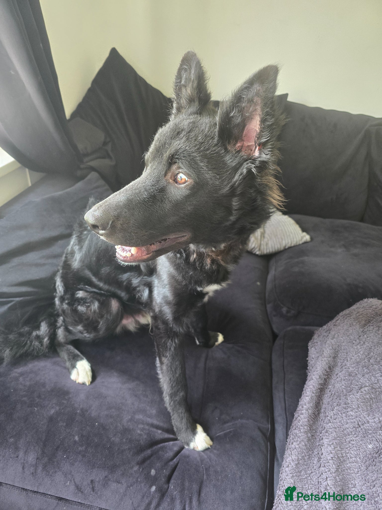 Mixed Breed dogs 7 month old - Advert 8