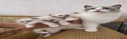 Ragdoll cats for sale:  beautiful ragdoll kittens - Advert 2