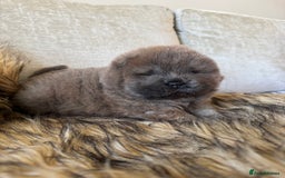 Chow Chow dogs for sale: Show Quality Chows  - Image 9