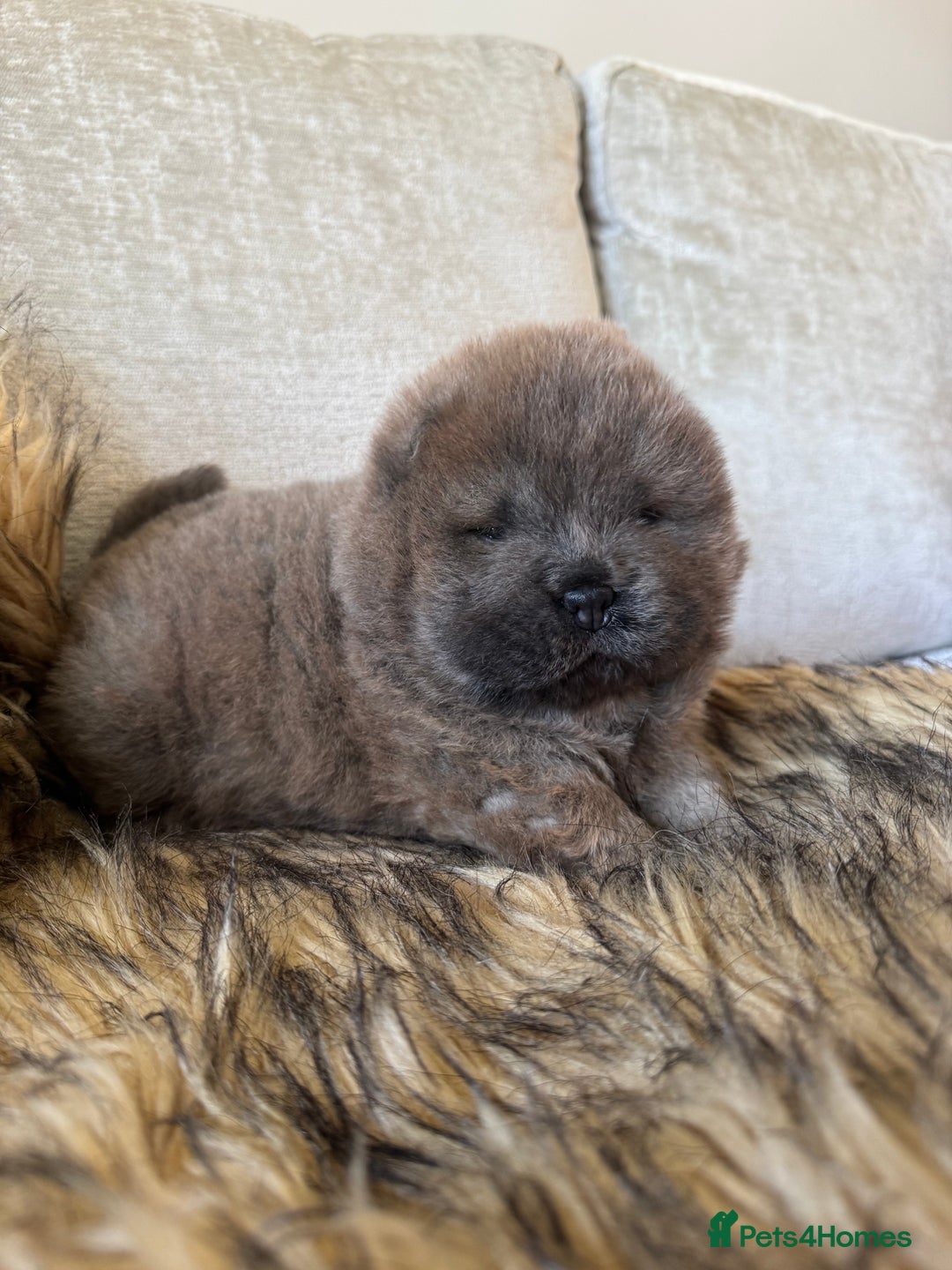 Chow Chow dogs for sale: Show Quality Chows  - Image 9
