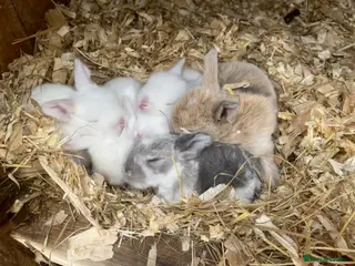 Mini Lop rabbits Mini lops ( Est since 2014 ) - Advert 4