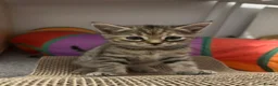 Ragdoll cats for sale: Beautiful Ragdoll Mix Kittens –  Litter Ready Soon in Nottingham - Advert 25