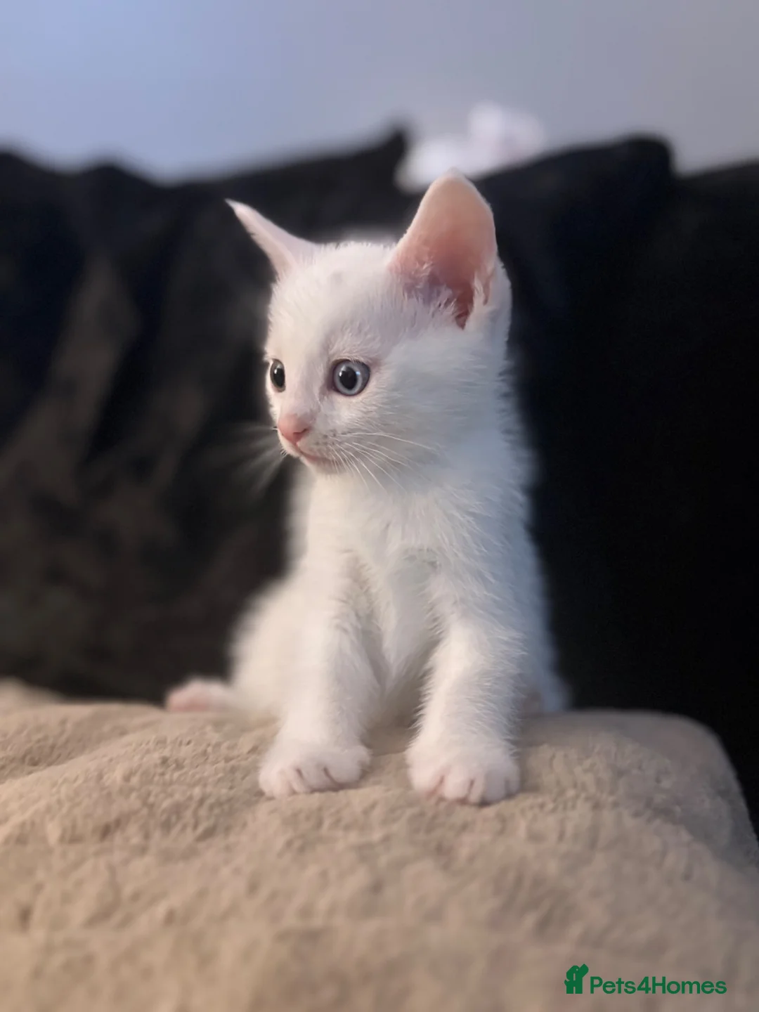 Mixed Breed cats for sale: 1/4 Ragdoll Kittens  - Advert 1