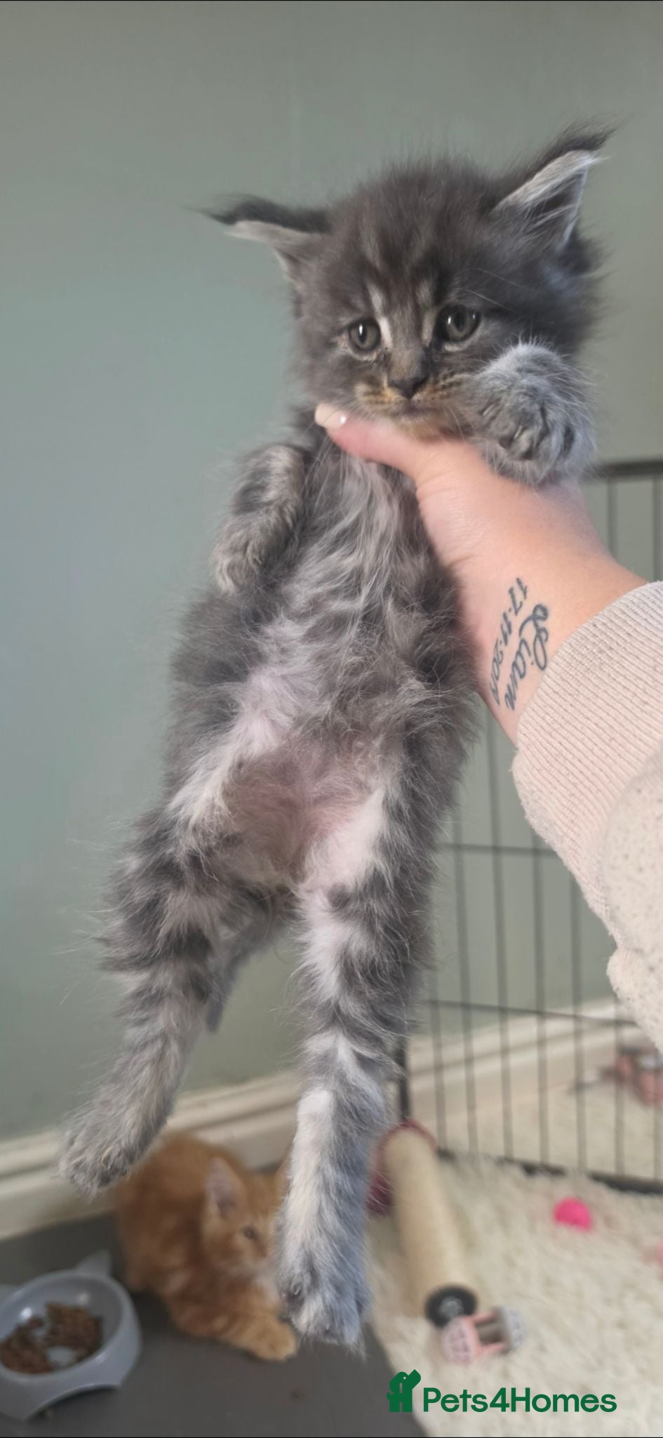 Maine Coon cats Last boy remaining tica mainecoons - Advert 13