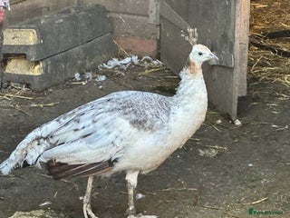 Peafowl poultry for sale - Advert 1