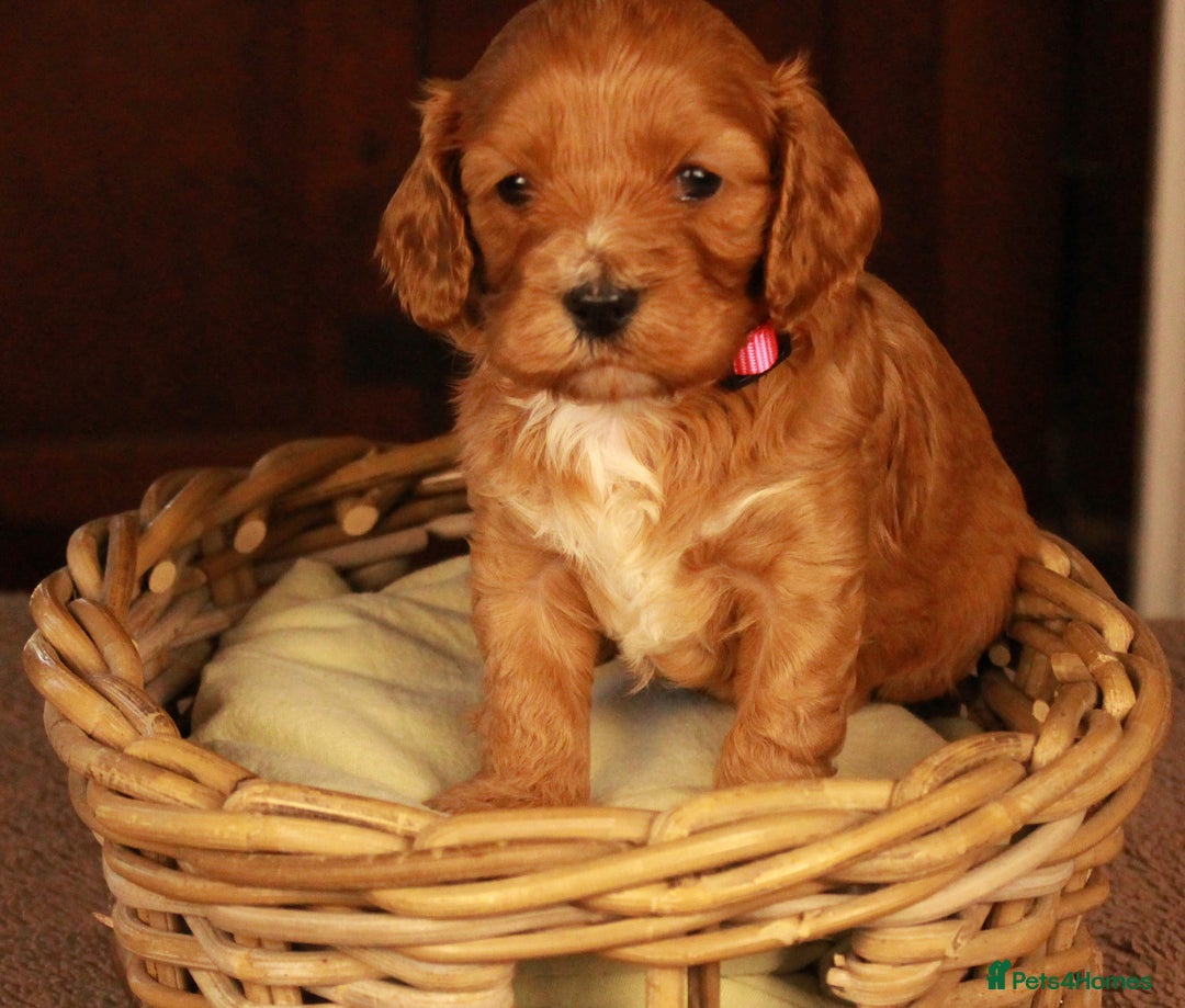 Cavapoo dogs for sale: Gorgeous Cavapoo puppies - Image 4