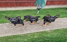 German Shepherd dogs for sale: German shepherd puppies - Image 3