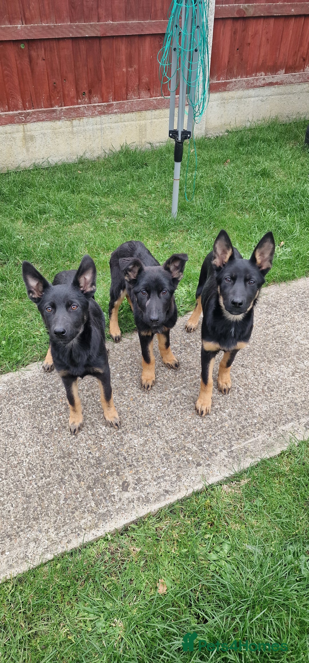 German Shepherd dogs for sale: German shepherd puppies - Image 3