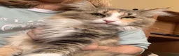 Maine Coon cats for sale: 3 Gorgeous Maine Coon x kittens - Advert 2