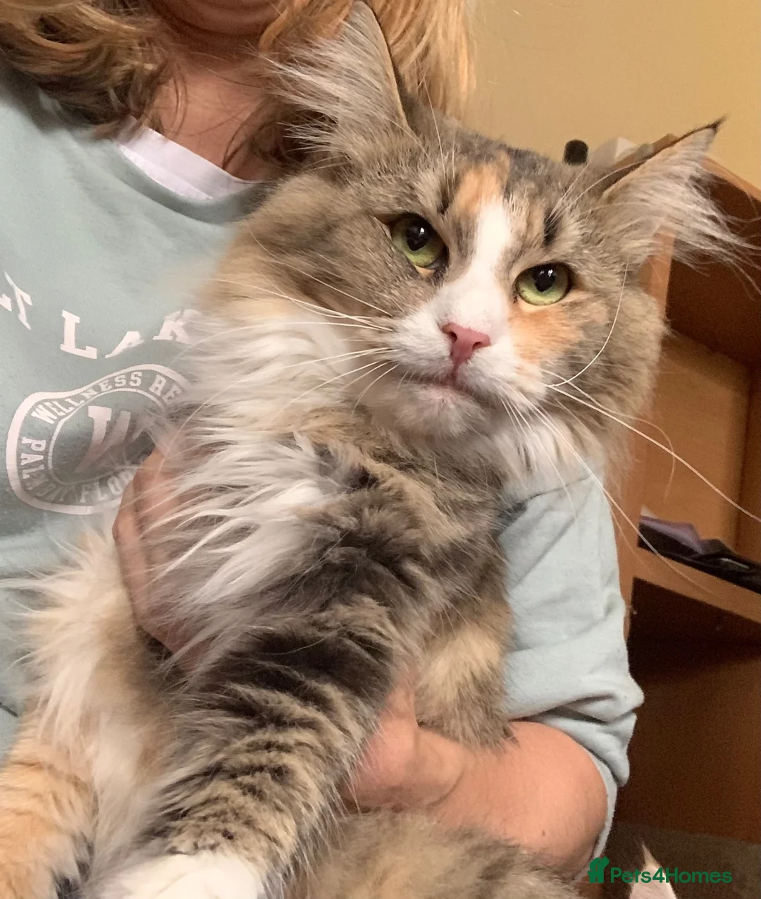Maine Coon cats for sale: 3 Gorgeous Maine Coon x kittens - Advert 2