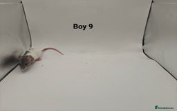 Rat rodents for sale: October Litters: 32 Rats For Sale - Image 25