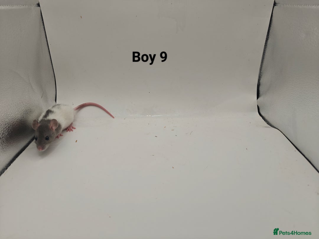 Rat rodents for sale: October Litters: 32 Rats For Sale - Image 25