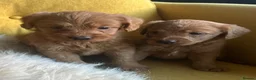 Labradoodle dogs for sale: Health tested F1 Labradoodle Puppies in Harrogate - Advert 30
