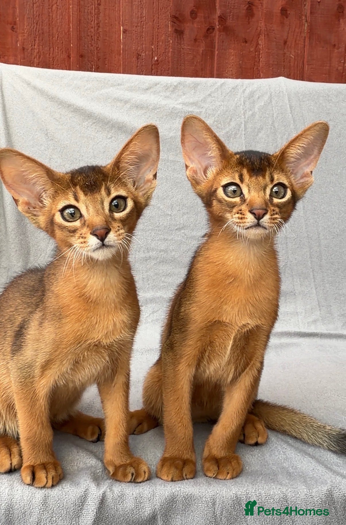 Abyssinian cats Beautiful GCCF Registered Abyssinian Kittens 💙❤️ - Advert 1