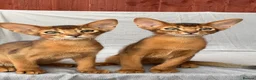 Abyssinian cats for sale: Beautiful Fawn Abyssinian Girl 🤍❤️ GCCF  - Advert 3