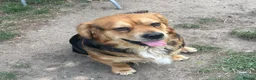 Mixed Breed dogs for sale: Needs loving home - Advert 4