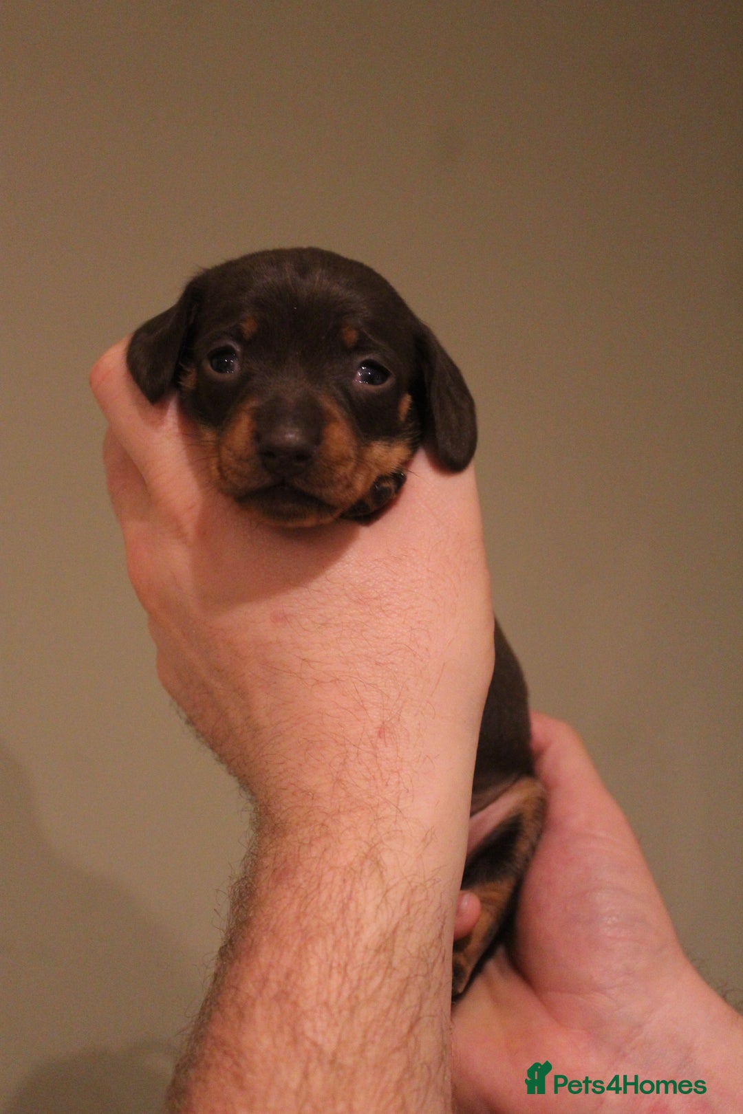 Miniature Dachshund dogs for sale: Miniature Dachshund Puppies  - Advert 2