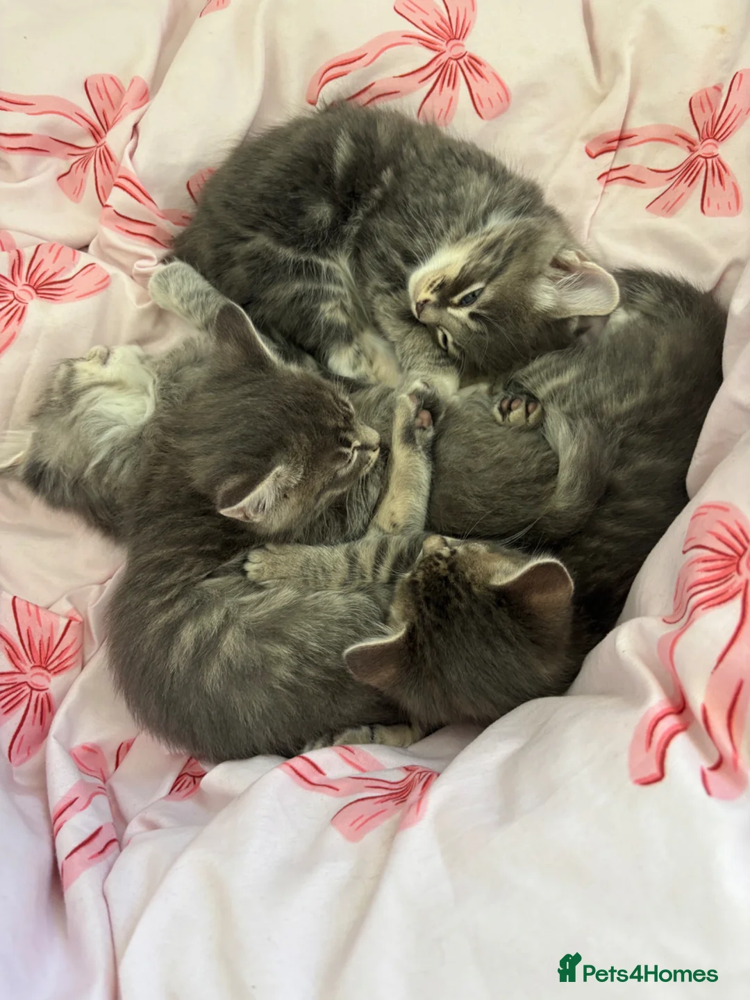 Mixed Breed cats for sale: 4 Beautiful kittens ready for new homes ✨🩷 - Advert 2