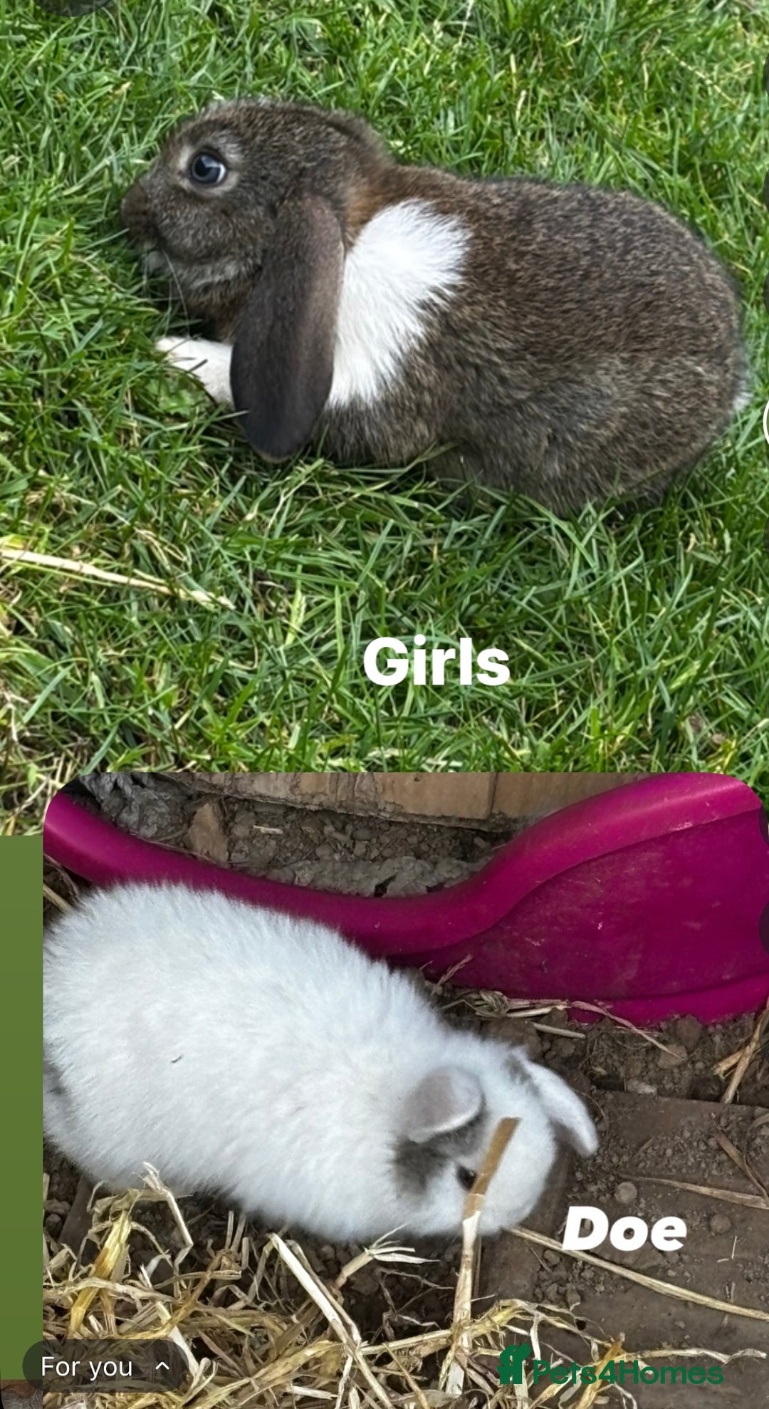 Mini Lop rabbits for sale: Five boys two girls  - Image 2