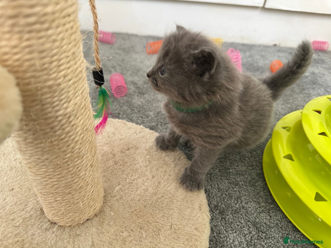 Russian Blue cats for sale: Russian Blue Kittens  - Advert 23