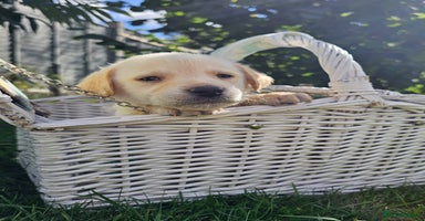 Labrador Retriever dogs - Advert 14