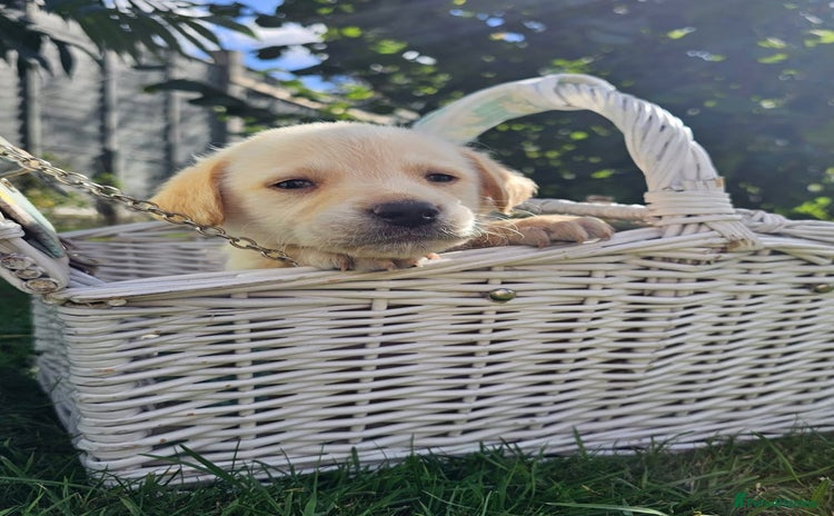 Labrador Retriever dogs - Advert 16