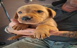 Labrador Retriever dogs for sale: Red 5th generation pedigree labrador  - Image 3