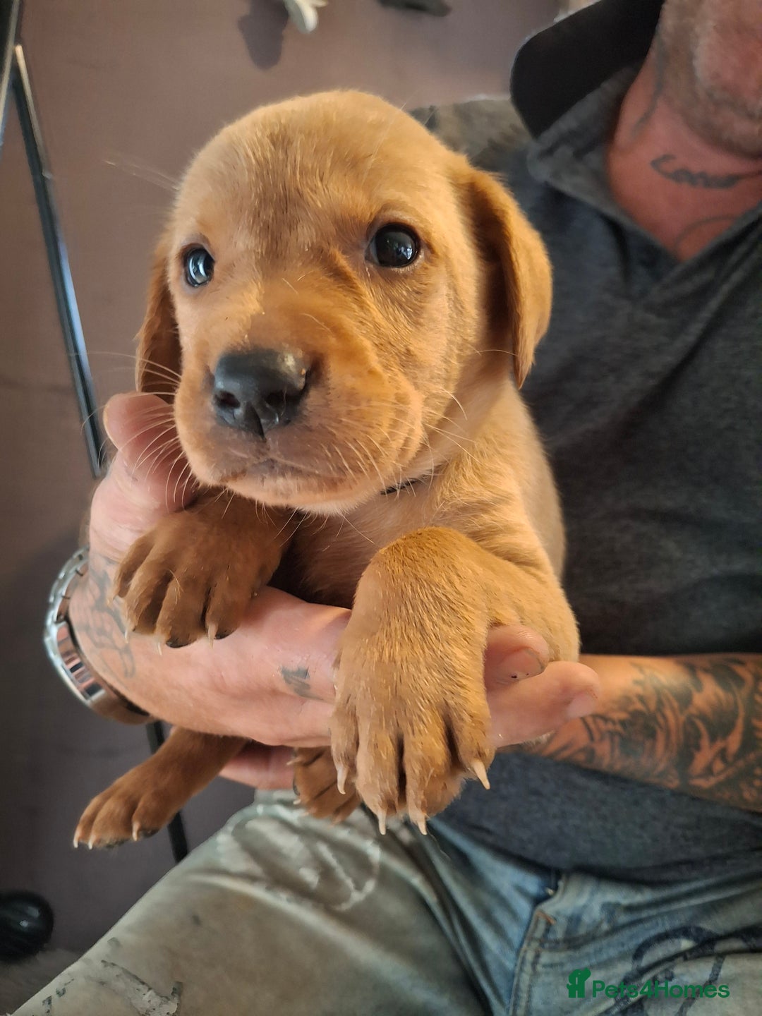 Labrador Retriever dogs for sale: Red 5th generation pedigree labrador  - Image 3