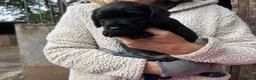 Mixed Breed dogs for sale: Border terrier x border poodle  - Advert 7