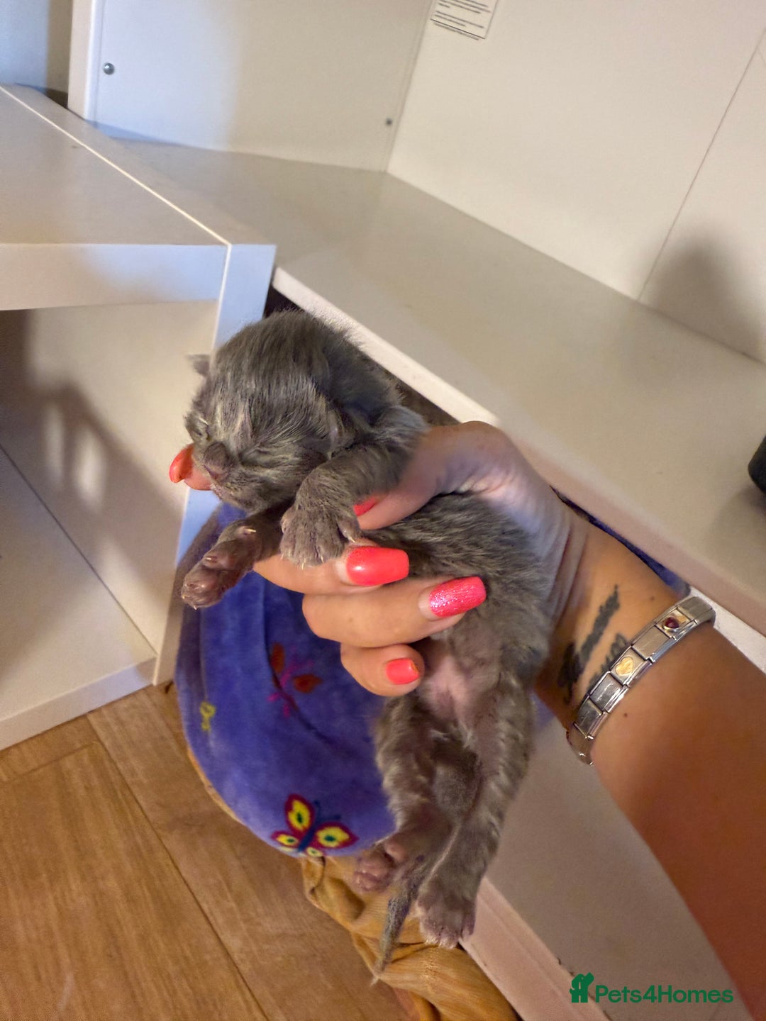 Ragdoll cats for sale: Ragdoll x British blue ONE MALE - Image 8