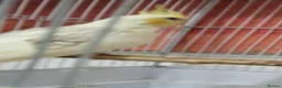 Cockatiels birds for sale: Cokatoo - Advert 5