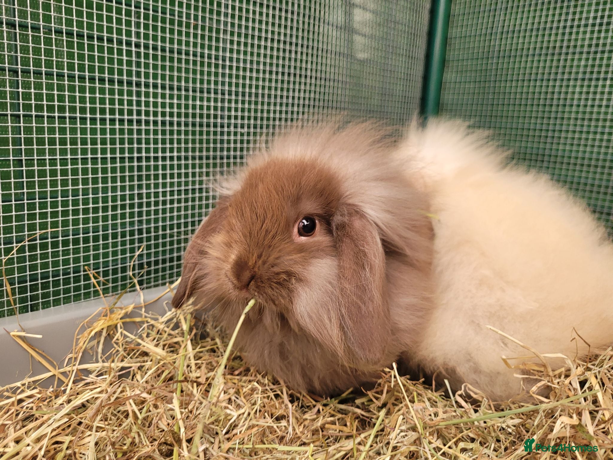 Mini Lion Lop rabbits Adorable Mini Lion Lops - READY JULY 1ST - Advert 2