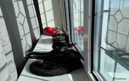 Mixed Breed cats for sale: Pair of bonded, tortoise shell, ragdoll kittens - Image 3