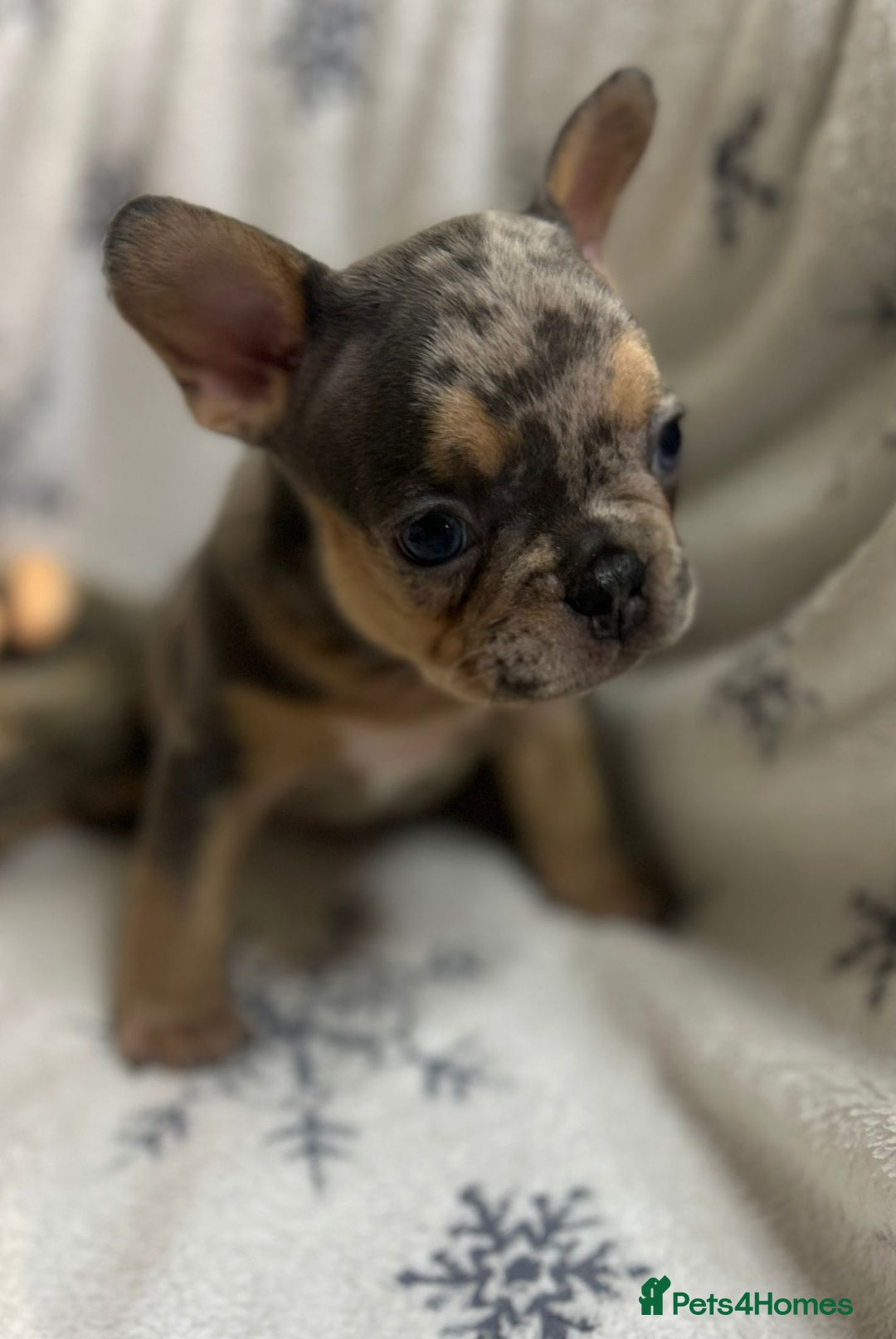 French Bulldog dogs for sale: Gorgeous French Bulldog Puppies - Advert 19