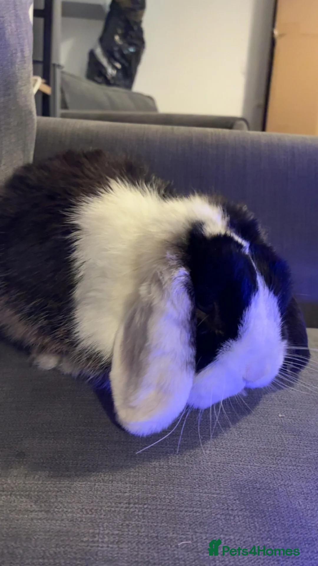 Mini Lop rabbits for sale: Male mini lop - Advert 4