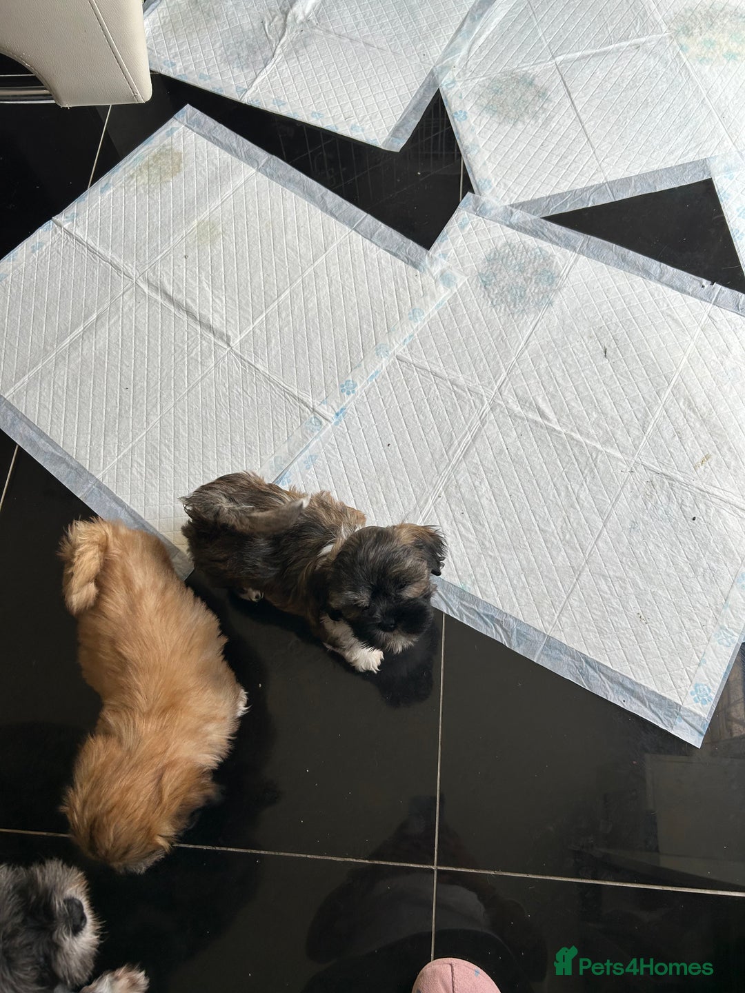 Lhasa Apso dogs for sale: Lhasa Apso Puppy ready to leave  - Image 4
