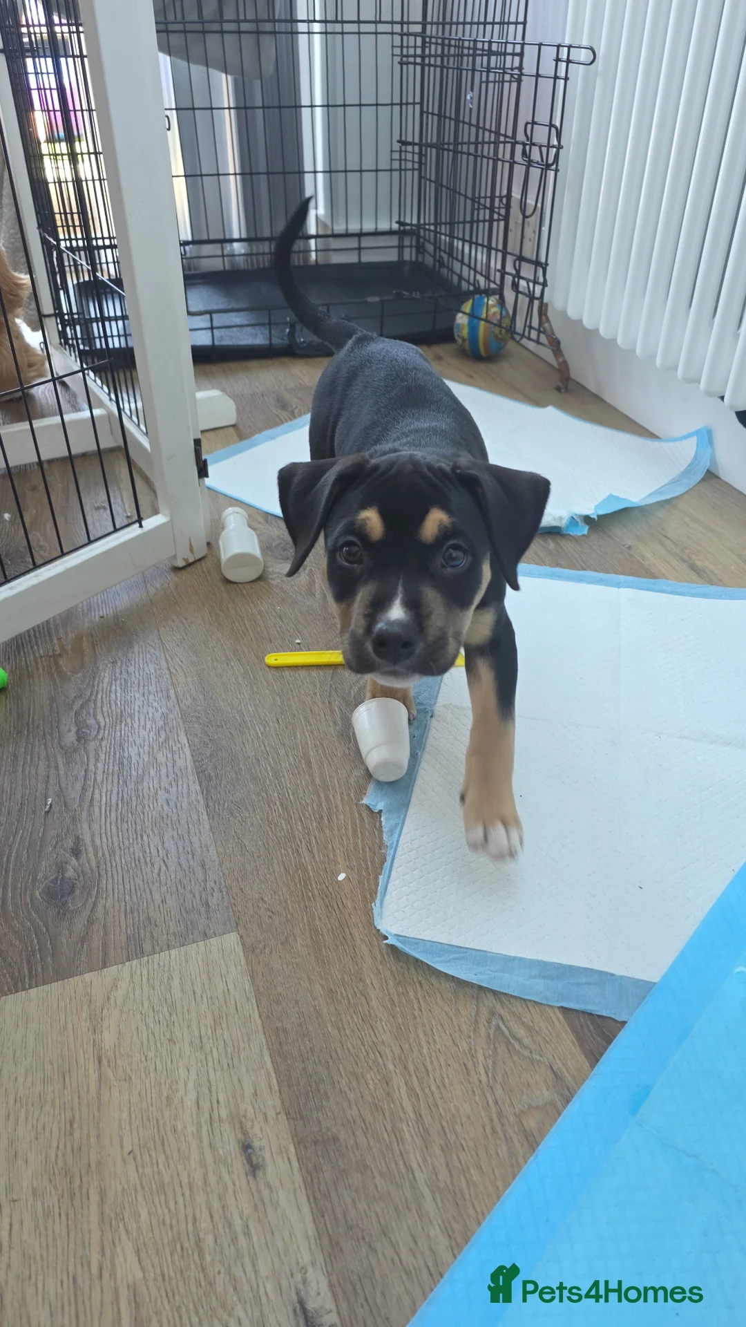 Mixed Breed dogs for sale: 14 week old pup in Clacton-on-Sea - Advert 4