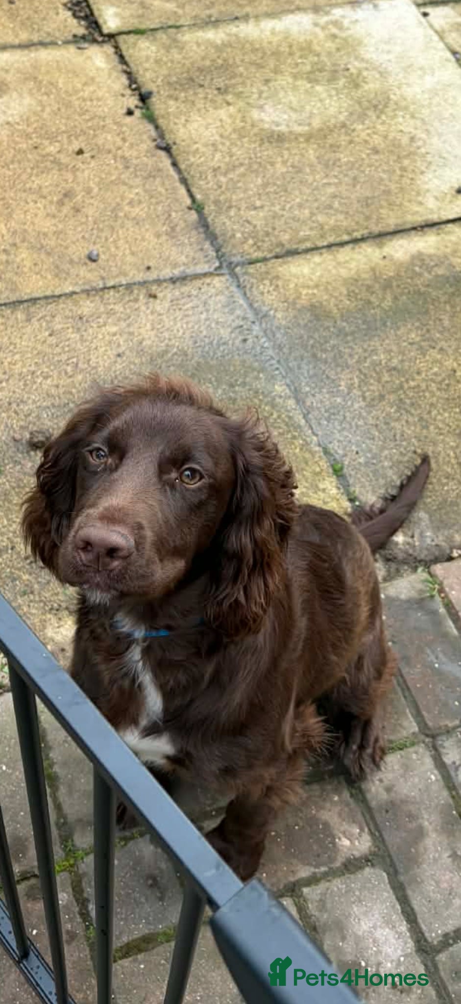 Sprocker Puppy 1