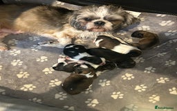 Shih Tzu dogs for sale: Beautiful shih Tzu puppies for sale  - Image 5
