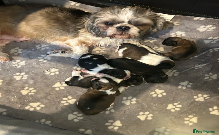 Shih Tzu dogs - Advert 1