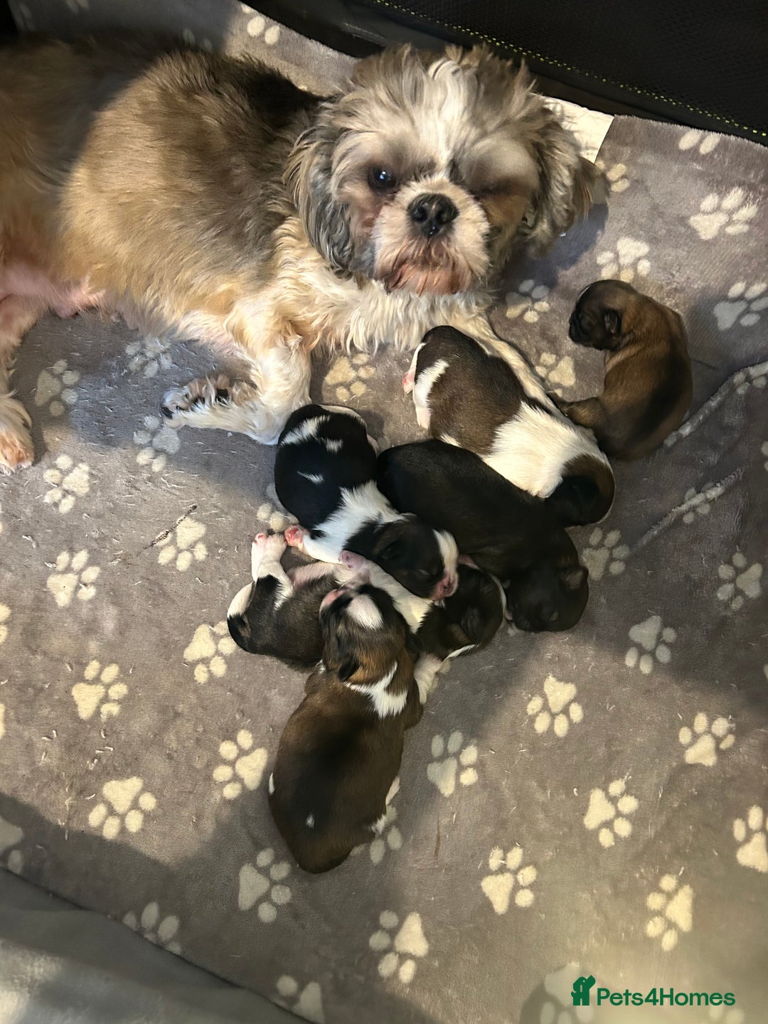 Shih Tzu dogs for sale: Beautiful shih Tzu puppies for sale  - Image 5
