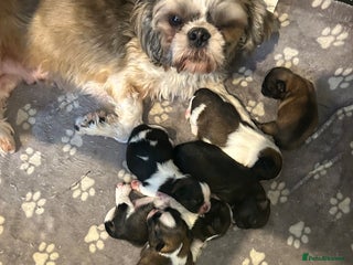 Shih Tzu dogs - Advert 11